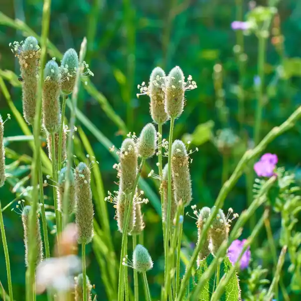 Psyllium: la fibra que te ayuda a bajar el colesterol malo
